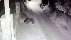 koye inen ayi guvenlik kamerasina yansidi rU9Vaexl