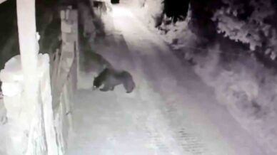 koye inen ayi guvenlik kamerasina yansidi rU9Vaexl