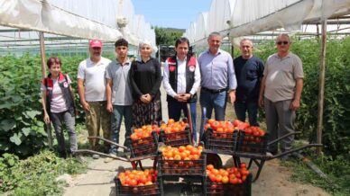 kucuk antalya amasyada domates hasadi basladi vjqvKd8w