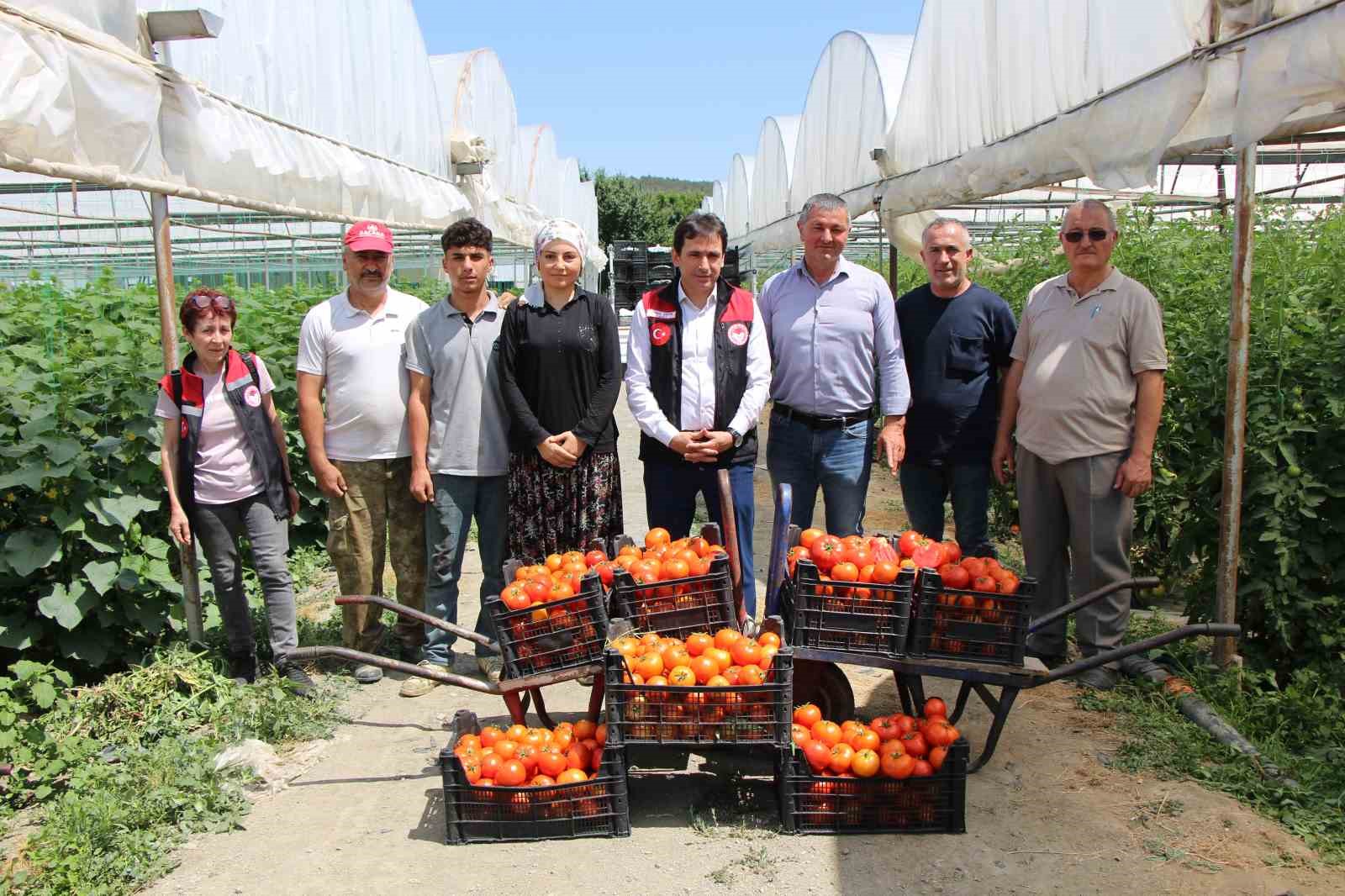 kucuk antalya amasyada domates hasadi basladi vjqvKd8w