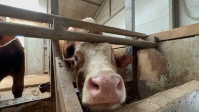 kurban bayrami oncesi haraketlilik suruyor RCyFCEq6