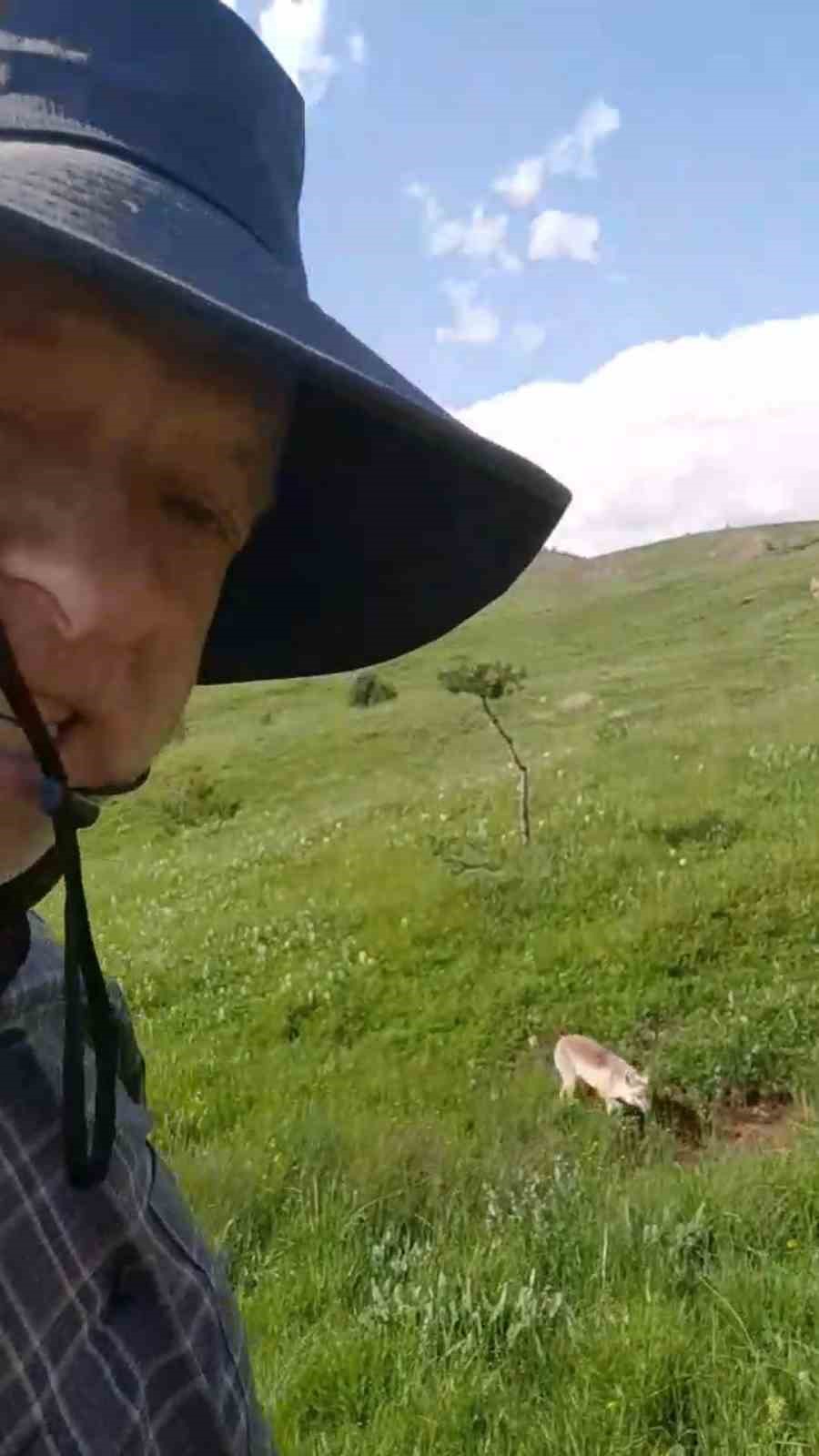 mantar toplamaya cikti tilkiyle dost oldu vrVSftHV
