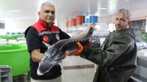 nesli tehlike altindaki sivriburundan sadece 150 tane kaldi amasyada 100 bin yavru balik uretimi 3znZlCvc