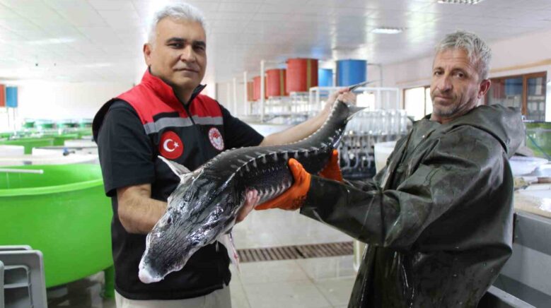 nesli tehlike altindaki sivriburundan sadece 150 tane kaldi amasyada 100 bin yavru balik uretimi 3znZlCvc