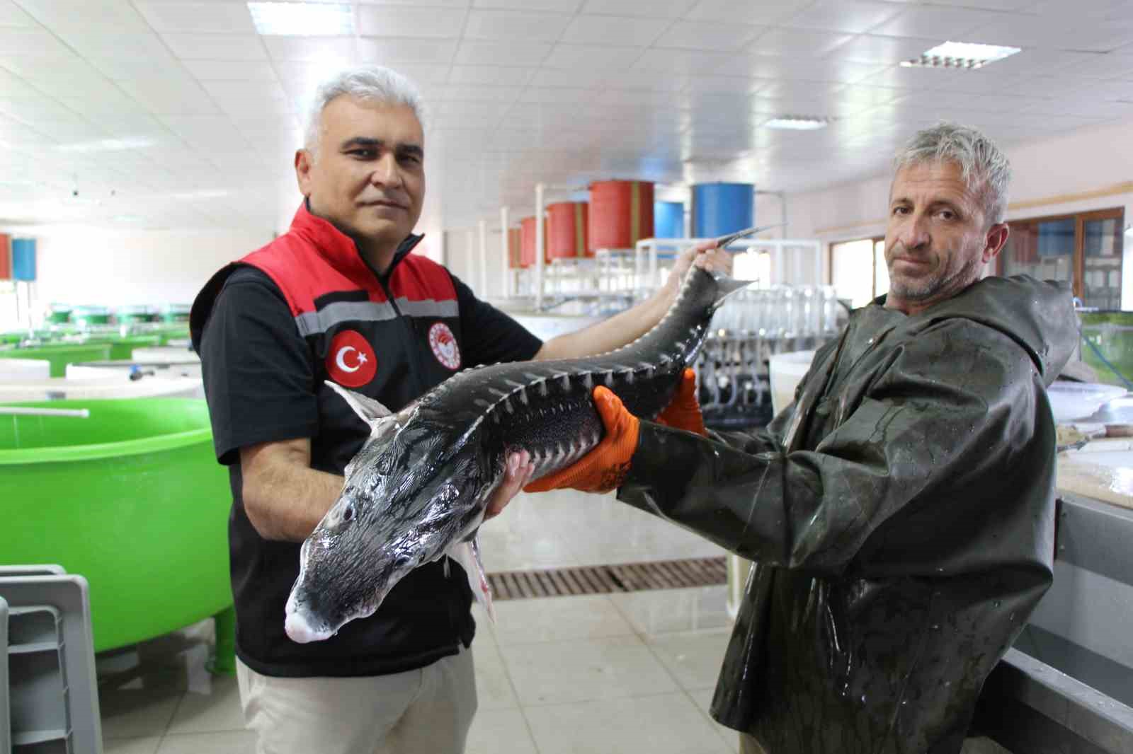 nesli tehlike altindaki sivriburundan sadece 150 tane kaldi amasyada 100 bin yavru balik uretimi 3znZlCvc