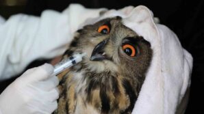 nesli tehlike altindaki yarali puhu tedavinin ardindan dogaya salindi htNZlbiL