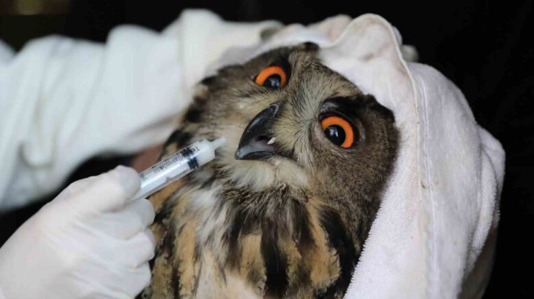 nesli tehlike altindaki yarali puhu tedavinin ardindan dogaya salindi htNZlbiL