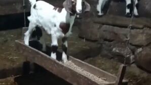 oglagin ahirda salincak keyfi kamerada Ng8ni6PY