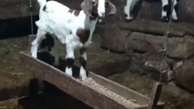 oglagin ahirda salincak keyfi kamerada Ng8ni6PY