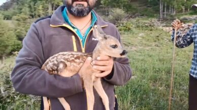 ormanda bulunan ceylan keci sutuyle hayata tutundu Cm3u5e4e