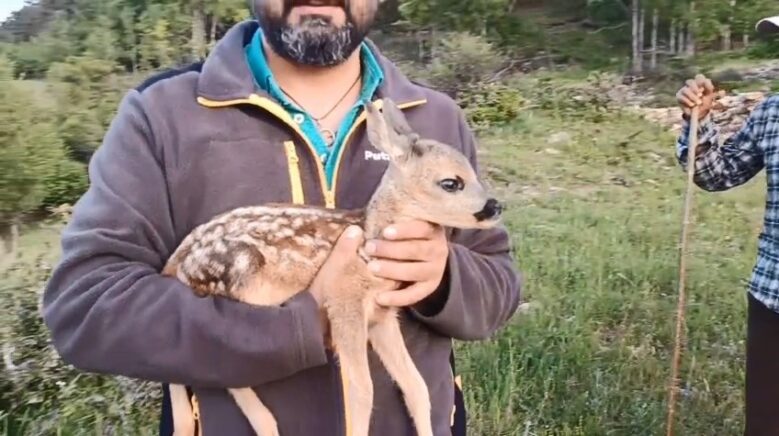 ormanda bulunan ceylan keci sutuyle hayata tutundu Cm3u5e4e