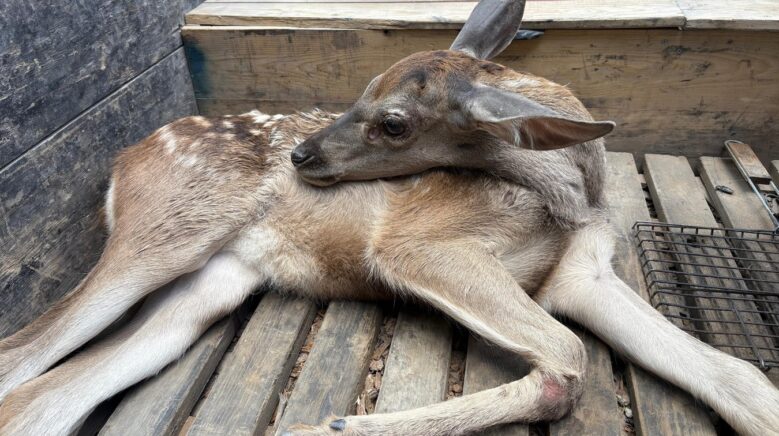 ormanlik alanda bulunan yarali geyik tedavi altina alindi FfA5CVQR