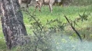 ormanlik alanda karacalar goruntulendi 5gpkU55j