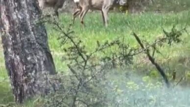 ormanlik alanda karacalar goruntulendi 5gpkU55j