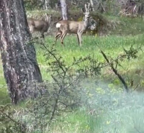 ormanlik alanda karacalar goruntulendi 5gpkU55j