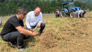 safranboluda safran sogani hasadi basladi 5v6Rugrc