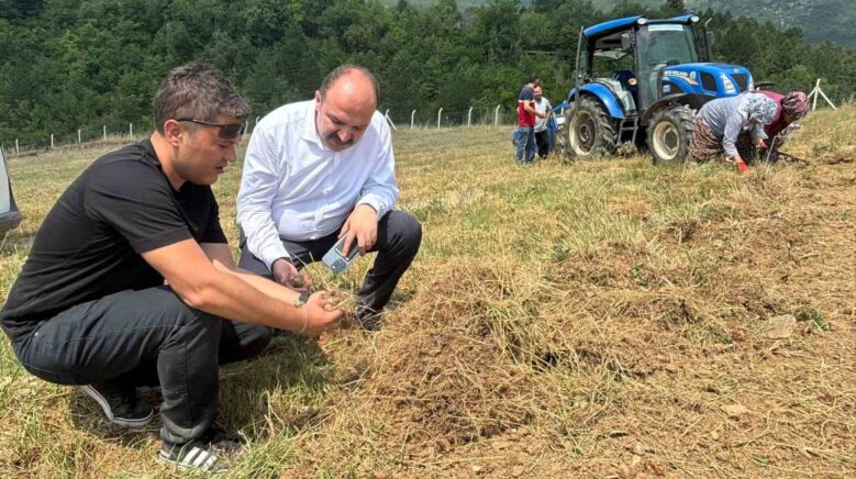 safranboluda safran sogani hasadi basladi 5v6Rugrc