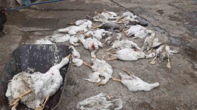 samsunda 26 kaz telef oldu 3yXxHJph