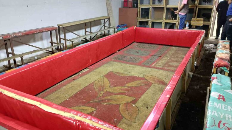 samsunda horoz dovusune polis baskini 129 bin 458 lira para cezasi k7PeBzcN