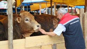 samsunda kurban bayrami oncesi hayvan sagligi ve satis denetimleri ZnXAKSae