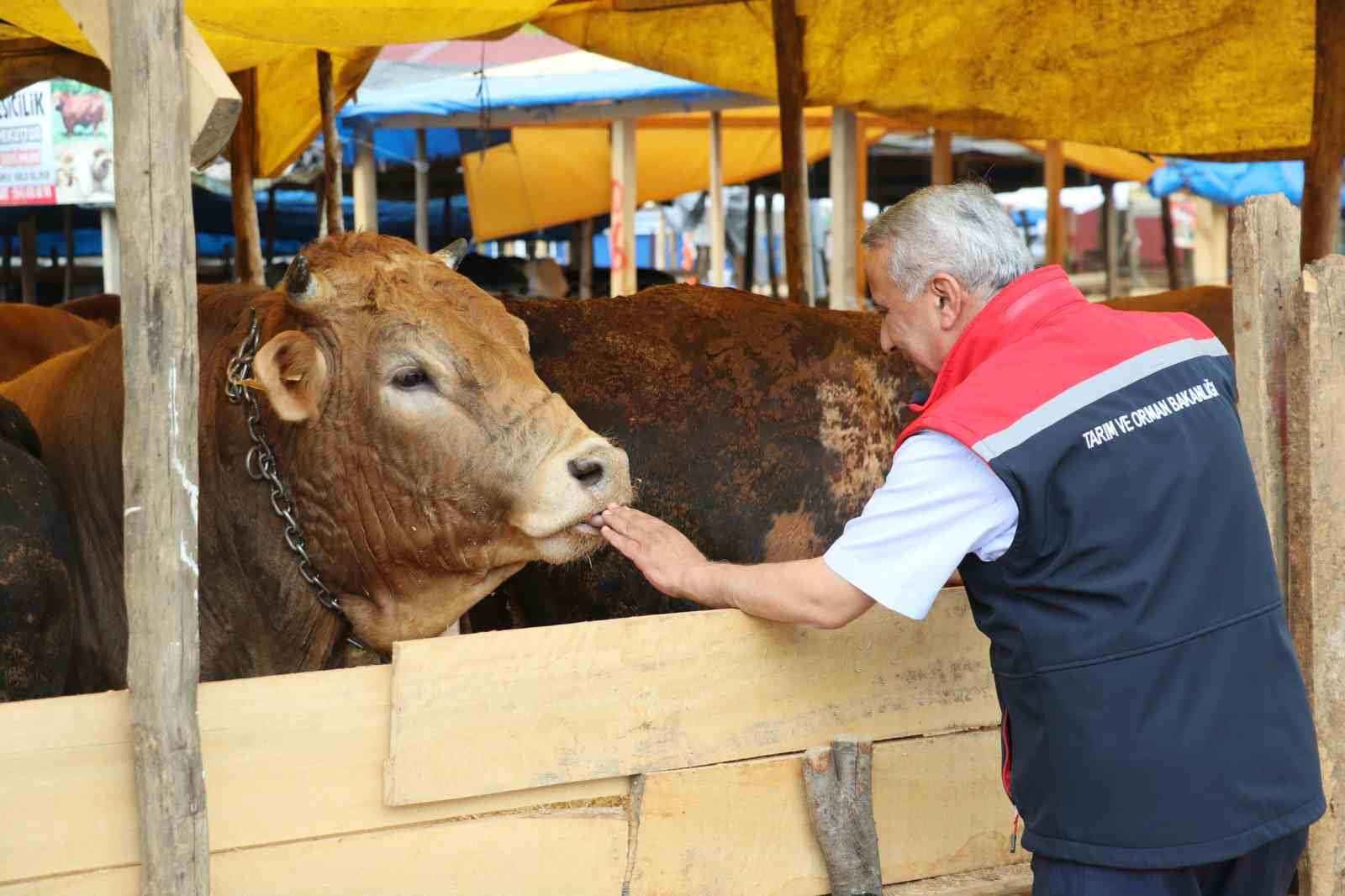 samsunda kurban bayrami oncesi hayvan sagligi ve satis denetimleri ZnXAKSae