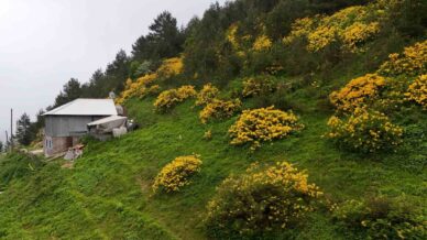 sari zifin cicekleri ziganayi renklendirdi OxJ9QedP