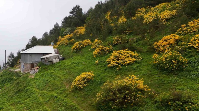 sari zifin cicekleri ziganayi renklendirdi OxJ9QedP