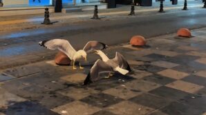 sinopta martilarin kavga ani kamerada tJDLWROV