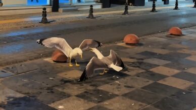 sinopta martilarin kavga ani kamerada tJDLWROV