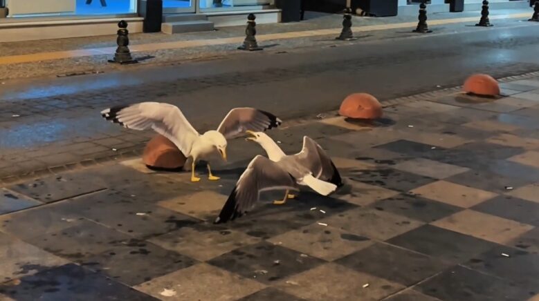 sinopta martilarin kavga ani kamerada tJDLWROV