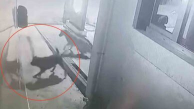 sokak kopekleri karavanin tamponunu parcaladi lGsssysD