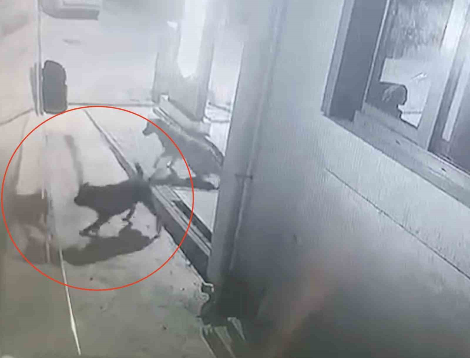 sokak kopekleri karavanin tamponunu parcaladi lGsssysD