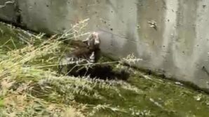 su kanalda mahsur kalan yavru kedinin yardimina polis yetisti WtGjVbzc