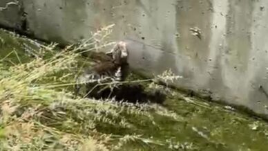 su kanalda mahsur kalan yavru kedinin yardimina polis yetisti WtGjVbzc