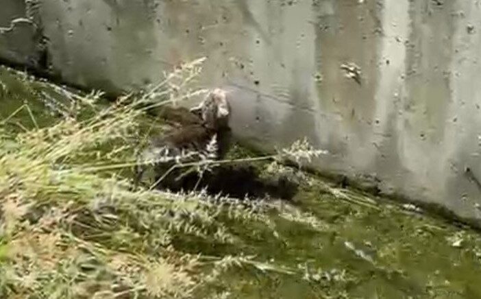 su kanalda mahsur kalan yavru kedinin yardimina polis yetisti WtGjVbzc