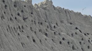 tokatta kuslarin kumda kurdugu site dogaseverleri mest ediyor J3ZZBNdf