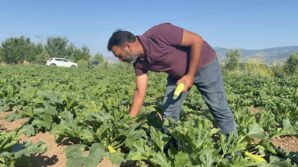 tokatta meyveleri don vurdu ciftci ilk mahsulu osur niyetine dagitti NDMtOec9