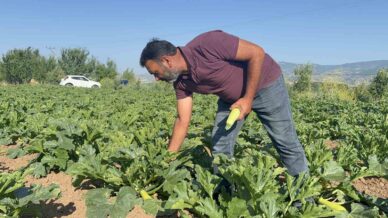 tokatta meyveleri don vurdu ciftci ilk mahsulu osur niyetine dagitti NDMtOec9