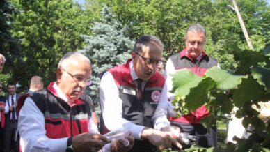 turkiyede kahverengi kokarcaya karsi 1 milyondan fazla samuray arisi salinimi yapilacak xTO9gnqj