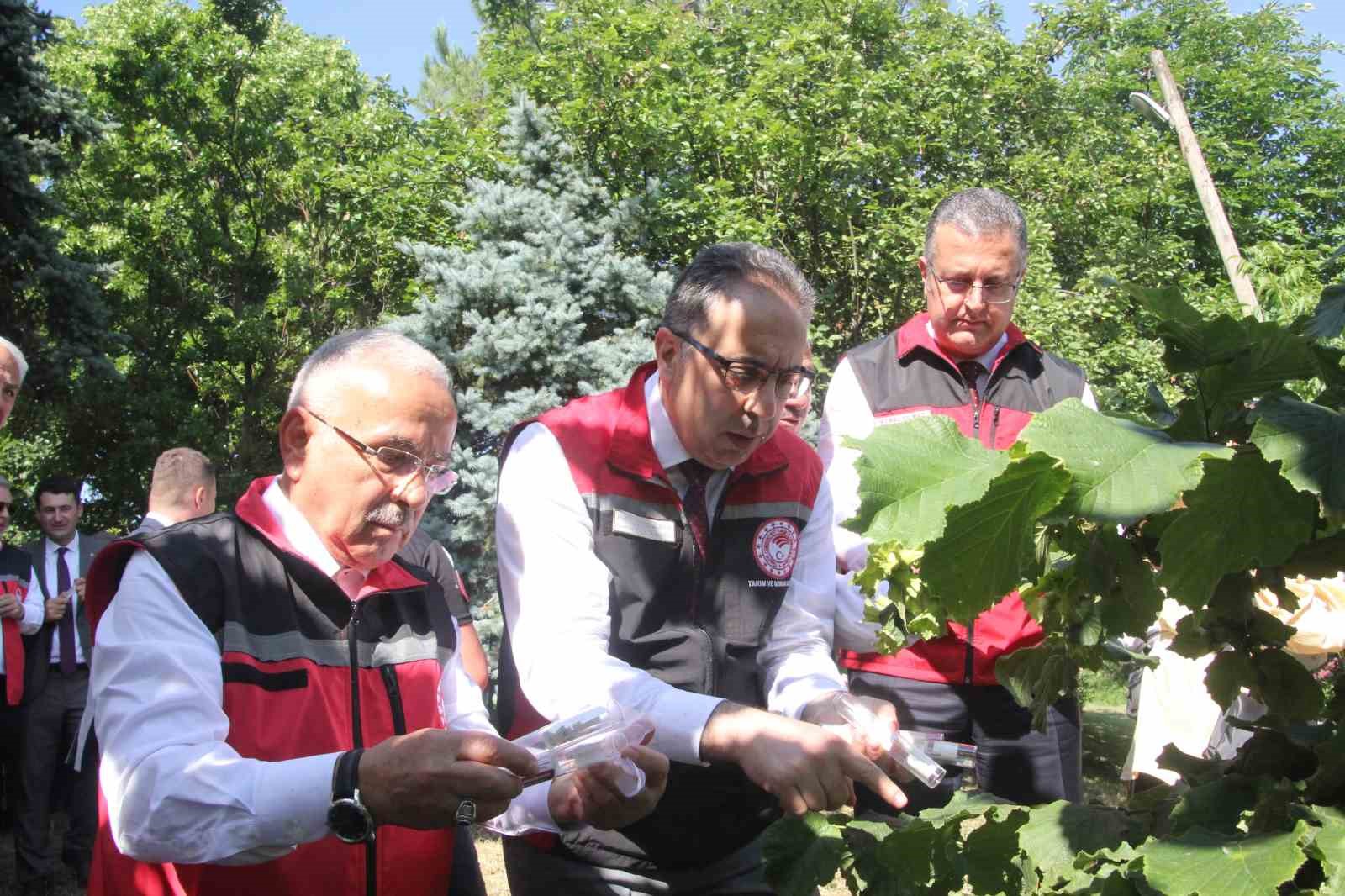 turkiyede kahverengi kokarcaya karsi 1 milyondan fazla samuray arisi salinimi yapilacak