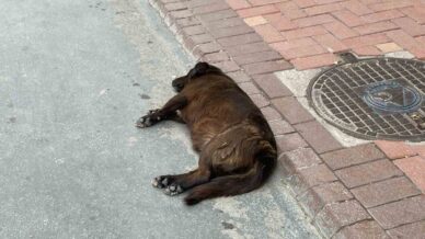 uzmani uyardi keneler yeni konakci arayabilir JA92Q34f