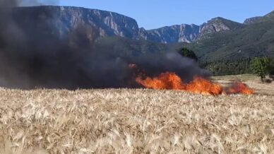 vezirkoprude tarlalar alev aldi 61 donum alan kul oldu vZMXtukP