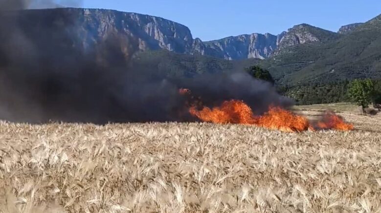 vezirkoprude tarlalar alev aldi 61 donum alan kul oldu vZMXtukP