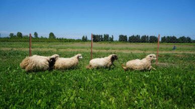 yapay meralarla sofralara daha ucuz kuzu eti geliyor 5UHHGqUX