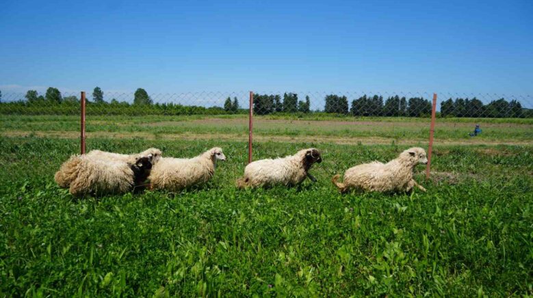 yapay meralarla sofralara daha ucuz kuzu eti geliyor 5UHHGqUX