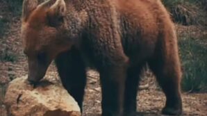 yiyecek arayan ayi ile sincaplar kameralara yansidi NkhxW78T