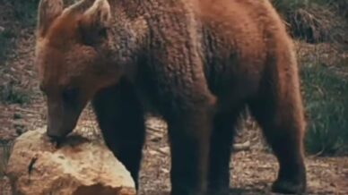 yiyecek arayan ayi ile sincaplar kameralara yansidi NkhxW78T