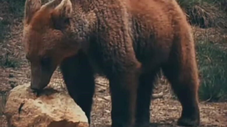 yiyecek arayan ayi ile sincaplar kameralara yansidi NkhxW78T