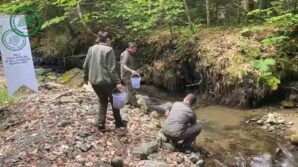 yuzlerce alabalik derelere salindi 8YHm7Ps8