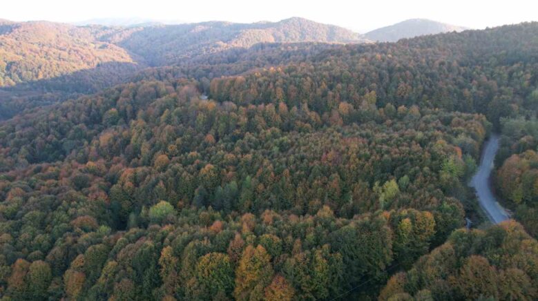 zonguldak valiligi 30 eylule kadar ormanlara girisleri yasakladi RqST3gx4